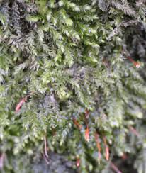 Attēlu rezultāti vaicājumam “Leskea polycarpa”