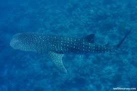 Image result for Rhincodon typus