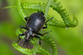 Attēlu rezultāti vaicājumam “Carabus nemoralis”