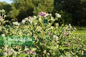 Attēlu rezultāti vaicājumam “Arctium tomentosum”