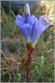 Attēlu rezultāti vaicājumam “Gentiana pneumonanthe flower”