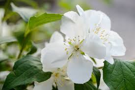Attēlu rezultāti vaicājumam “Philadelphus lemoinei flower”