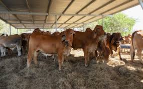 Image result for ganado bovino