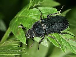 Attēlu rezultāti vaicājumam “Platycerus caraboides”