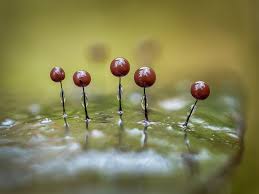 Attēlu rezultāti vaicājumam “Collaria rubens”