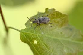 Attēlu rezultāti vaicājumam “Phyllobius”