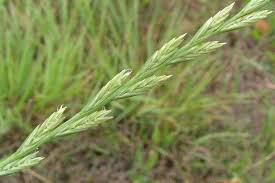 Attēlu rezultāti vaicājumam “Lolium perenne”