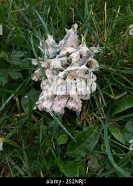 Attēlu rezultāti vaicājumam “Didymium spongiosum”