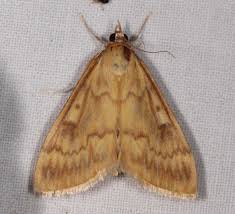 Attēlu rezultāti vaicājumam “Ostrinia nubilalis”