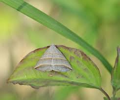 Attēlu rezultāti vaicājumam “Colobochyla salicalis”