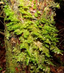 Attēlu rezultāti vaicājumam “Neckera pennata”