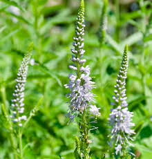 Attēlu rezultāti vaicājumam “Veronica longifolia leaf”