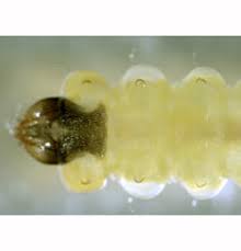 Attēlu rezultāti vaicājumam “Tischeria complanella larva”