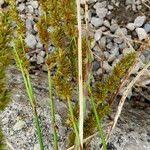 Attēlu rezultāti vaicājumam “Carex appropinquata fruit”