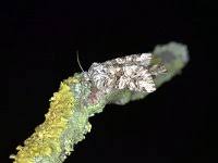 Attēlu rezultāti vaicājumam “Hadula trifolii”