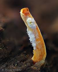 Attēlu rezultāti vaicājumam “Cordyceps polyarthra”