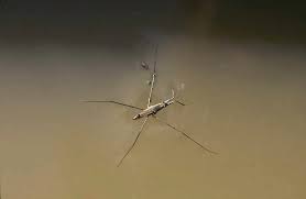 Attēlu rezultāti vaicājumam “Gerridae”