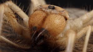 Image result for spider