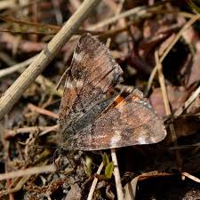 Attēlu rezultāti vaicājumam “Archiearis parthenias”