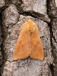 Attēlu rezultāti vaicājumam “Enargia paleacea”