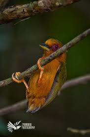 Attēlu rezultāti vaicājumam “Perizoma affinitata”