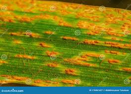 Attēlu rezultāti vaicājumam “Puccinia coronata”