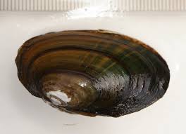 Attēlu rezultāti vaicājumam “Unio crassus”