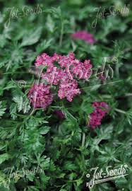 Attēlu rezultāti vaicājumam “Enteridium liceoides sessile”