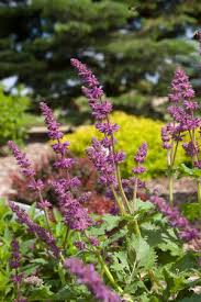 Attēlu rezultāti vaicājumam “Salvia verticillata”