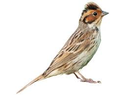 Image result for Emberiza pallasi