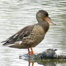 Attēlu rezultāti vaicājumam “Anas clypeata”