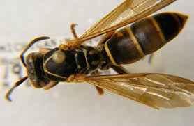 Attēlu rezultāti vaicājumam “Vespidae”