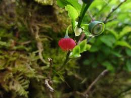 Attēlu rezultāti vaicājumam “Vaccinium myrtillus flower”