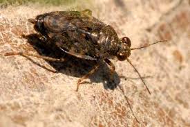 Attēlu rezultāti vaicājumam “Saldula saltatoria”