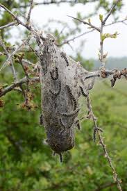 Attēlu rezultāti vaicājumam “Eriogaster lanestris”