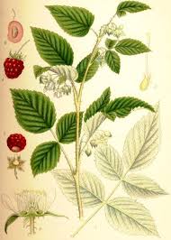 Attēlu rezultāti vaicājumam “Rubus idaeus fruit”