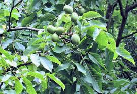 Attēlu rezultāti vaicājumam “Juglans regia leaf”