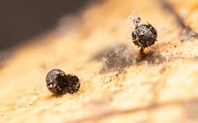 Attēlu rezultāti vaicājumam “Physarum psittacinum”