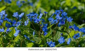 Attēlu rezultāti vaicājumam “Omphalodes verna flower”