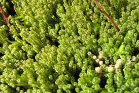 Attēlu rezultāti vaicājumam “Paludella squarrosa”