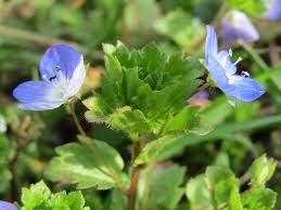 Attēlu rezultāti vaicājumam “Veronica persica”