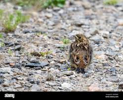 Attēlu rezultāti vaicājumam “Emberiza citrinella juvenile”