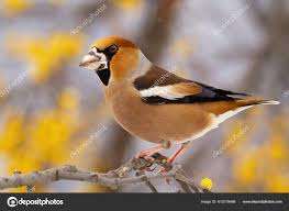 Attēlu rezultāti vaicājumam “Coccothraustes coccothraustes”