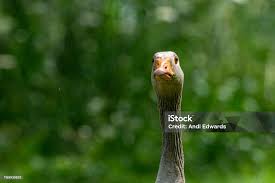 Attēlu rezultāti vaicājumam “Anser anser adult”