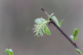 Attēlu rezultāti vaicājumam “Salix myrsinifolia”