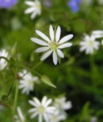 Attēlu rezultāti vaicājumam “Stellaria graminea flower”