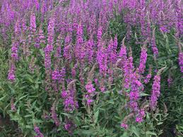 Image result for Blutweiderich