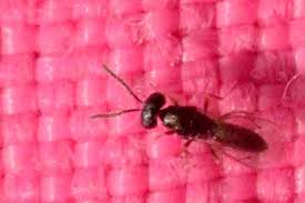 Attēlu rezultāti vaicājumam “Javesella pellucida female”