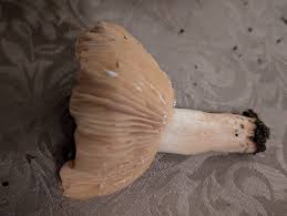 Attēlu rezultāti vaicājumam “Lactarius lygniotus”