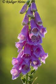 Image result for Fingerhut rot